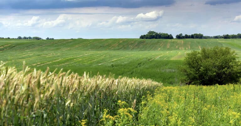 Crop fields near Avon, Illinois