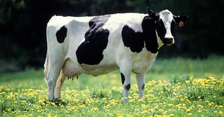 Dairy cow