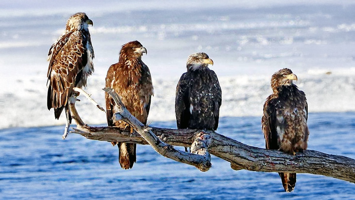 Four juvenile bald eagles perched on a branch above the Rock River near Rock Falls, Illinois, photographed on February 2 during peak winter eagle season